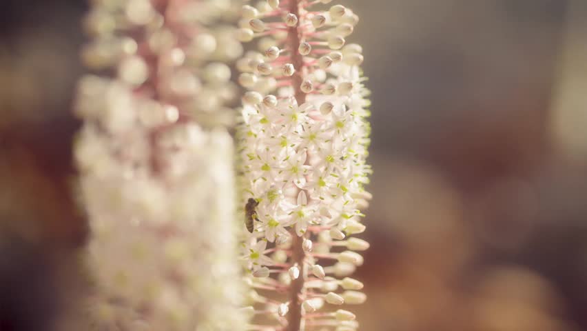 Macro shot of white Sea Squill (Drimia maritima) flowers blooming in the wild with a small insect crawling on petals, soft bokeh background.