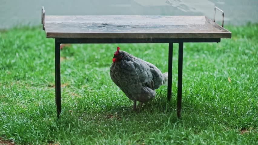 A chicken takes shelter during a rain storm