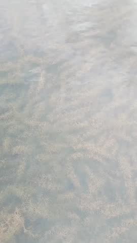 a stretch of algea on the edge of a calm reservoir