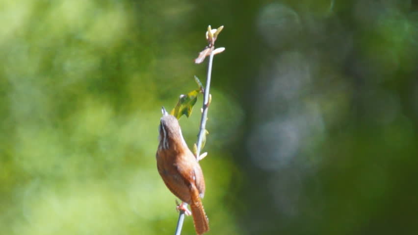 Carolina Wren vocals during spring breeding season, South Carolina state bird.