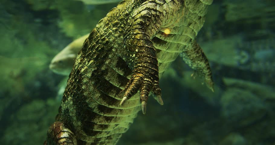Shanghai, China. Chinese Alligator Swimming In Aquarium. Crocodilian Endemic To China. Young Chinese Alligator, Close-up View. Its Armored Scales Gleaming. Alligator Resting In Shallow Waters.