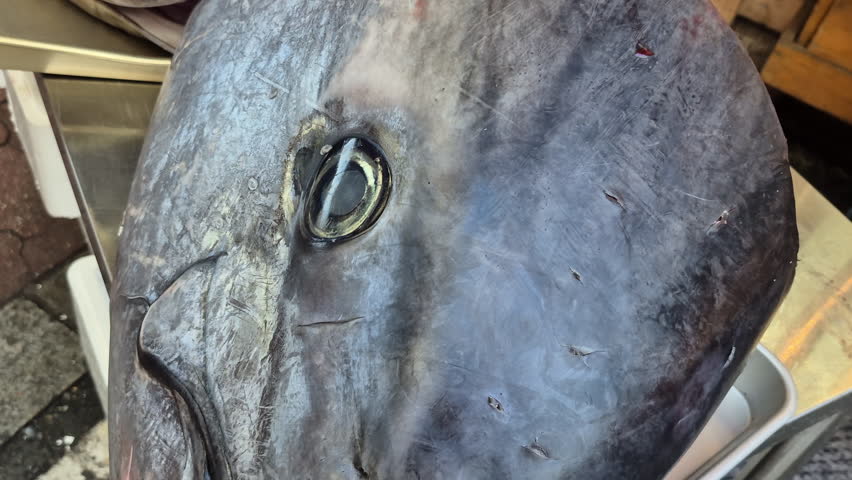 Tuna magurp fish head cut bidding from fish market expensive tuna fish 4k