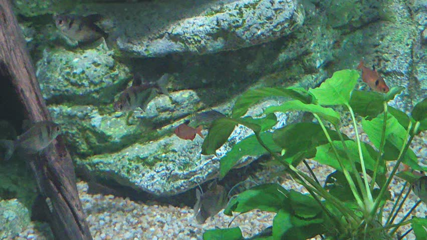 A serene 10-second cinematic footage of a natural freshwater aquascape featuring large textured rocks and vibrant green Anubias aquatic plants. The video showcases a peaceful underwater ecosystem with small ornamental fish swimming calmly near the rock formations and gravel substrate. Perfect for nature-inspired backgrounds, zen-like atmosphere, and professional aquarium hobbyist content capturing the balance of a planted tank.