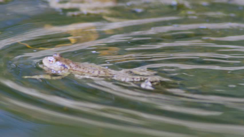 Common toad in water during spring mating season