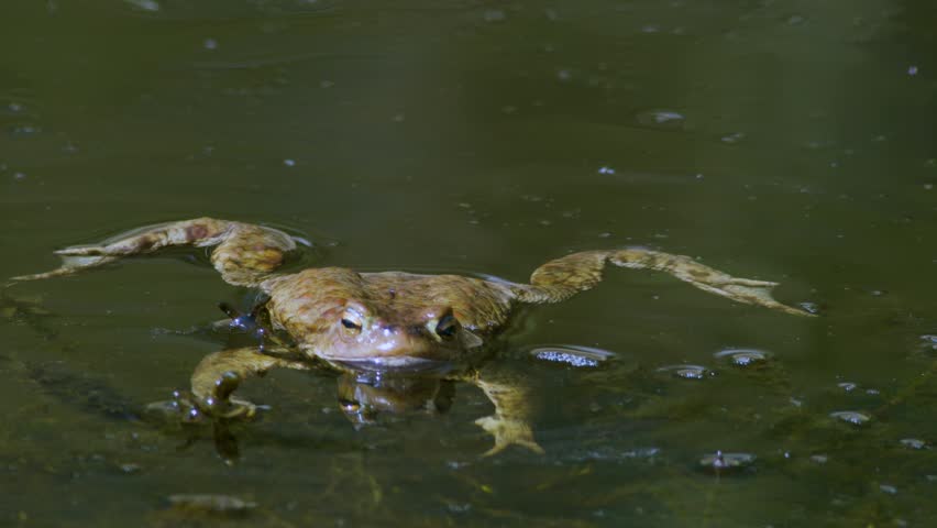 Common toad in water during spring mating season