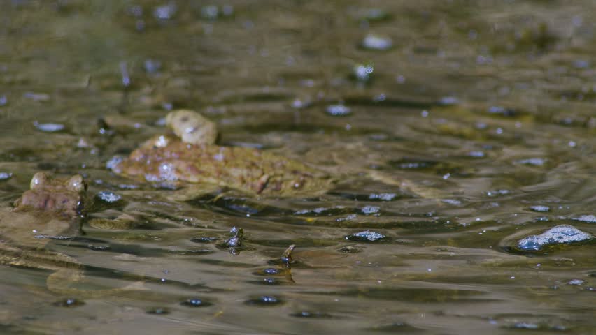 Common toad in water during spring mating season