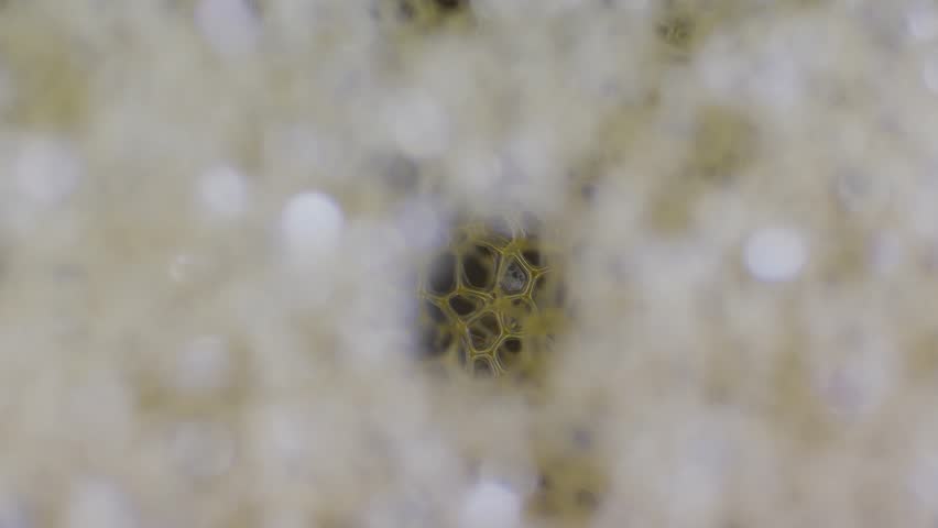 Closed-cell polyethylene sponge foam structure under microscope