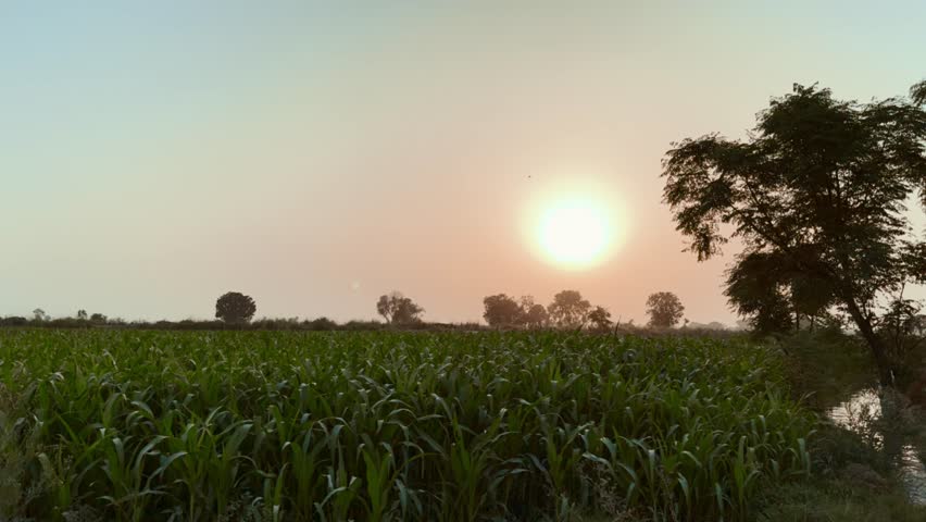 Lahore, Punjab-Pakistan - June 24 2025: Panoramic View of Lush Green Corn Crops in Agricultural Field at Golden Sunset