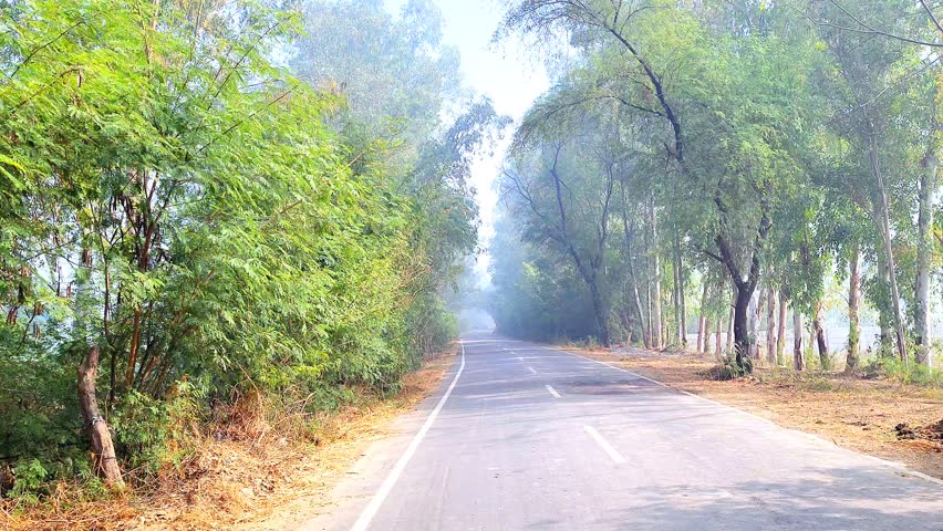 Foggy Local Highway Surrounded by Trees During Winter in India