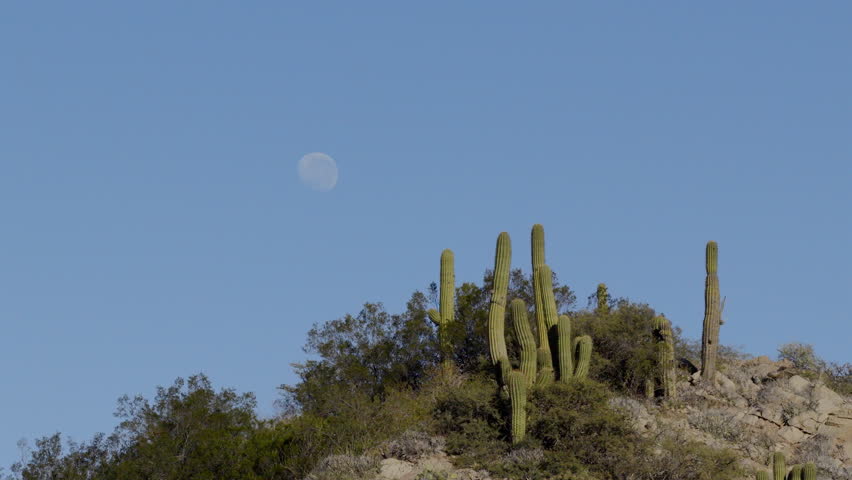 Panning drone fly near tall cacti standing on rocky hill with moon visible in background on clear sky.