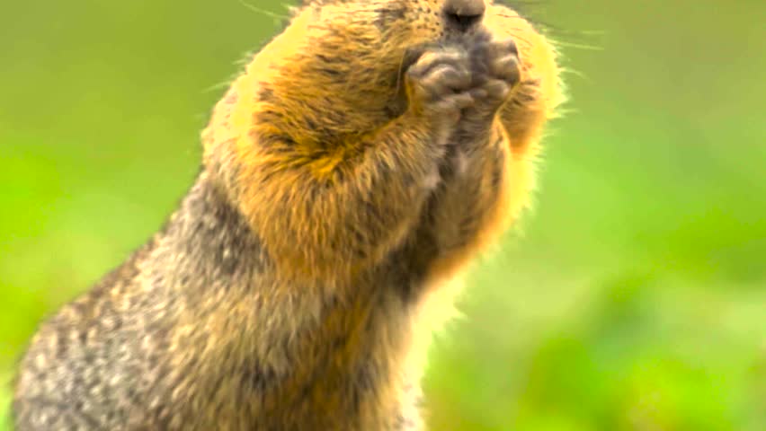 Curious Arctic Ground Squirrel (Urocitellus parryii) in Natural Tundra Habitat