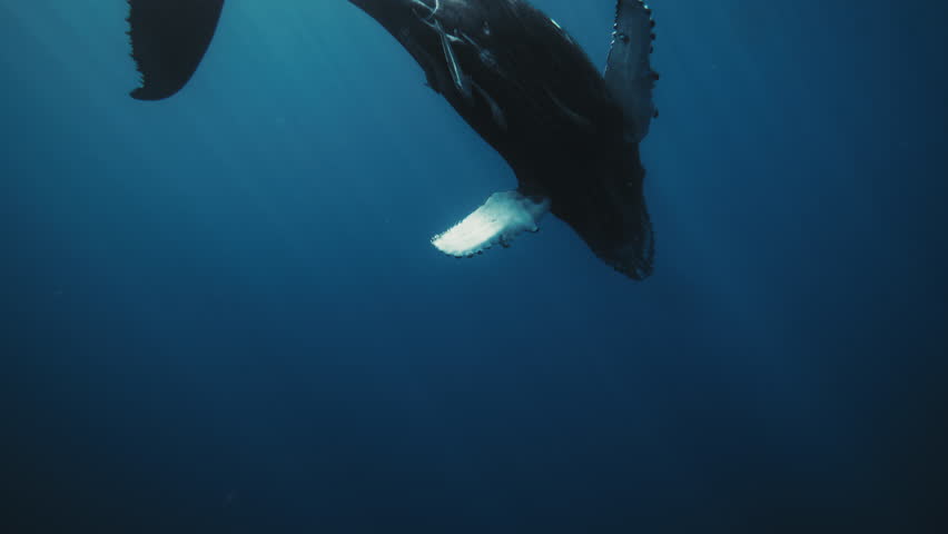 Humpback turns gently as it moves across the frame, pectoral fin sweeping through clear blue water