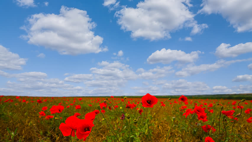 summer prairie with red poppy flowers under cloudy sky time lapse scene