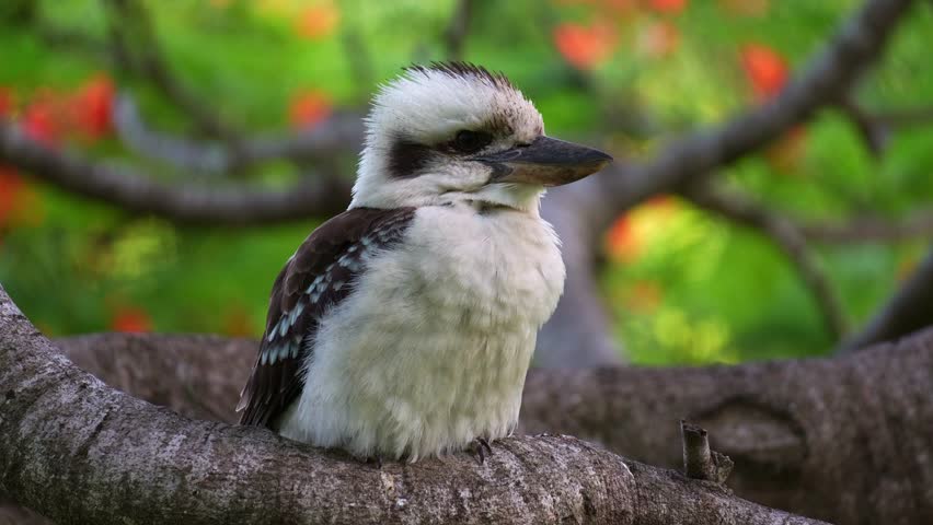 A wild laughing kookaburra (Dacelo novaeguineae) perched on a tree branch in its natural habitat, fluffs up its feathers on a windy day, close up shot.