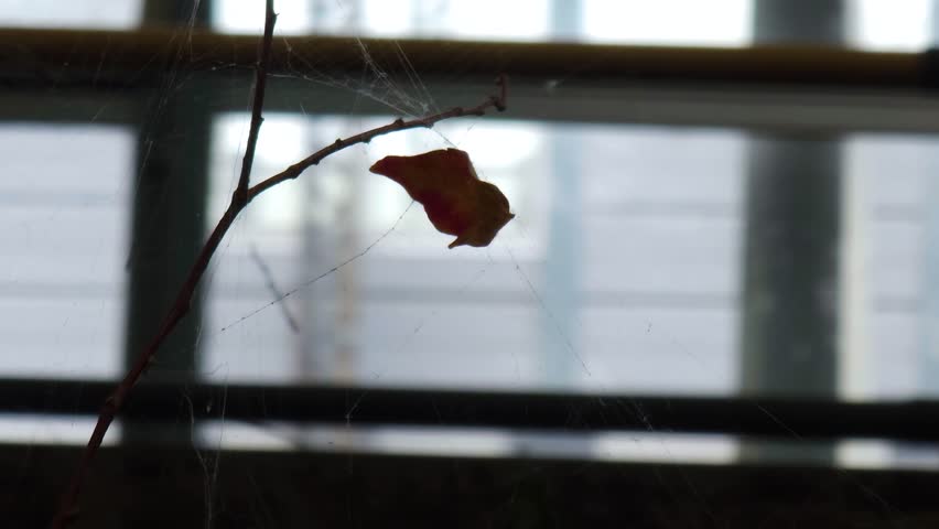 we are feeling lonely looking at Fallen leaf