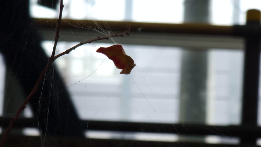 we are feeling lonely looking at Fallen leaf