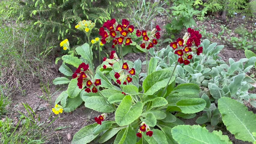 Red color Primula Veri flowers in a garden in May 2023. Idea for postcards, greetings, invitations, posters and Birthday decoration, background