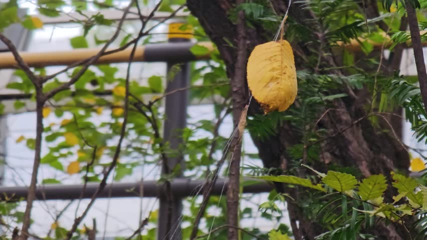 we are feeling lonely looking at Fallen leaf