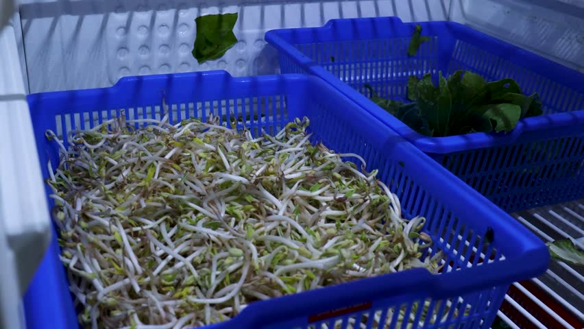 a persons hand is reaching in large quantity of fresh, white bean sprouts.