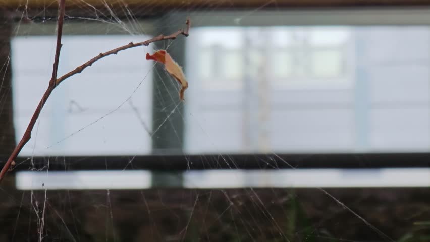 we are feeling lonely looking at Fallen leaf