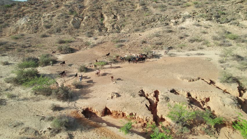 Aerial view of goats in Araya, desert landscape, tranquil scene