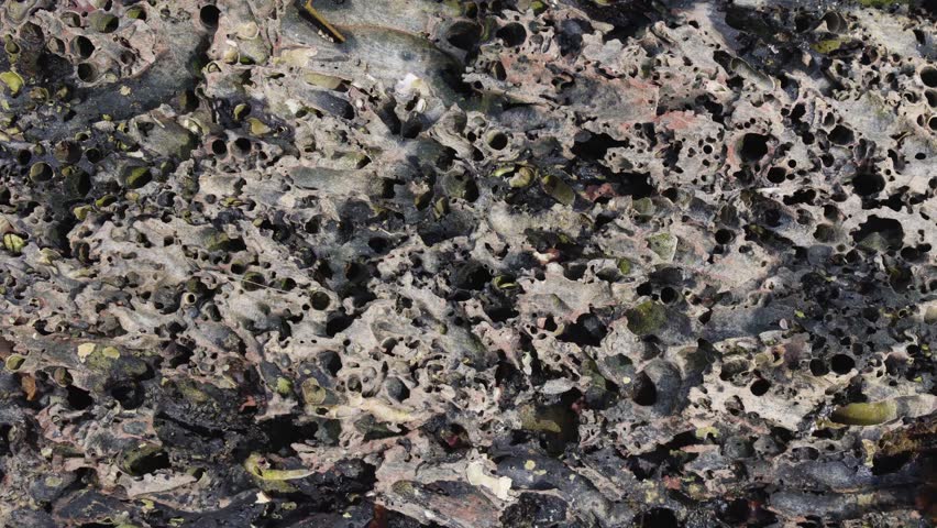 weathered coral rock texture with natural holes and patterns