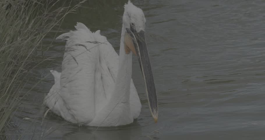 White pelican catching fishes open beak while floating. details of the feathers and the serene setting capture the essence of wildlife and the beauty of nature slow motion, slow motion footage,