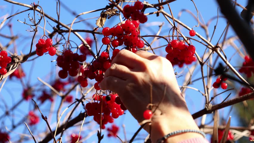 Harvesting red berries on a clear day in the garden with hands reaching for ripe fruits