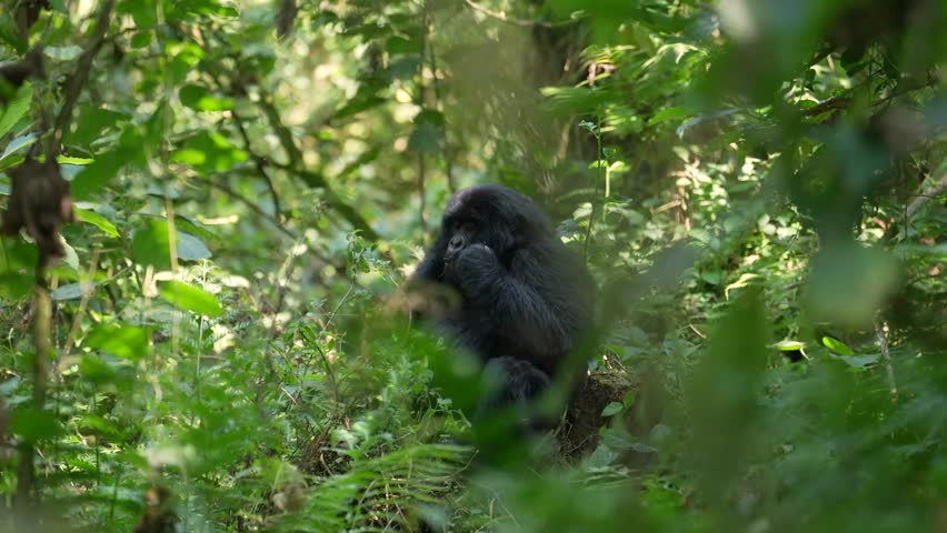 gorilla sits on forest floor eating branches
