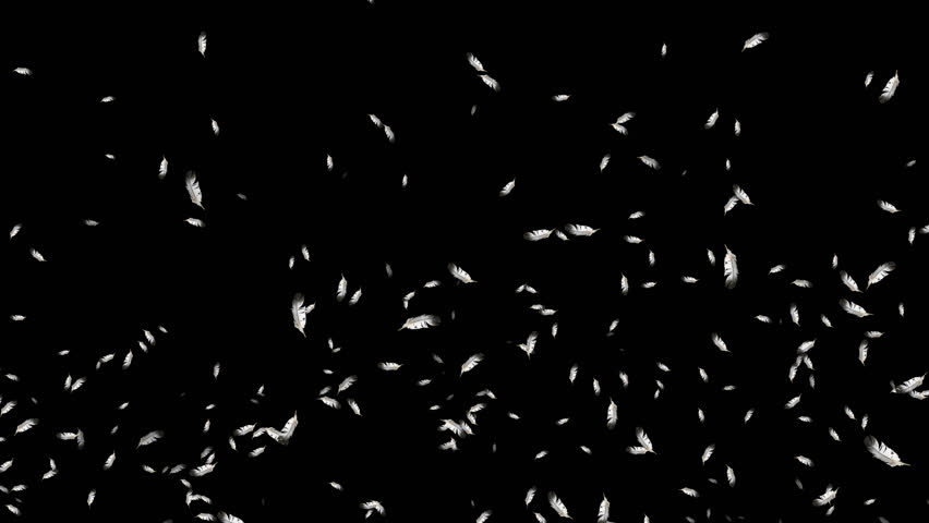 alpha Beautiful particles and feathers fluttering