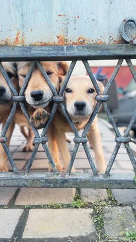 Homeless dogs at animal shelter. Dogs behind the fence. Abandoned dogs stand and look with sad eyes
