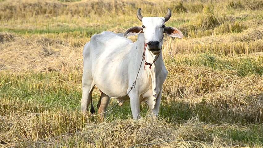 cow in countryside field