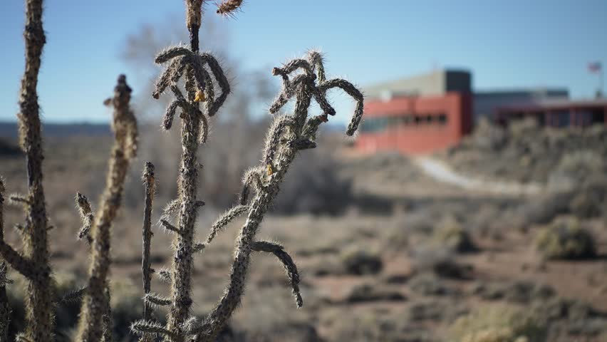 Discover El Malpais National Monument in New Mexico with close views of cacti and rocky terrain near the visitor center on a sunny day