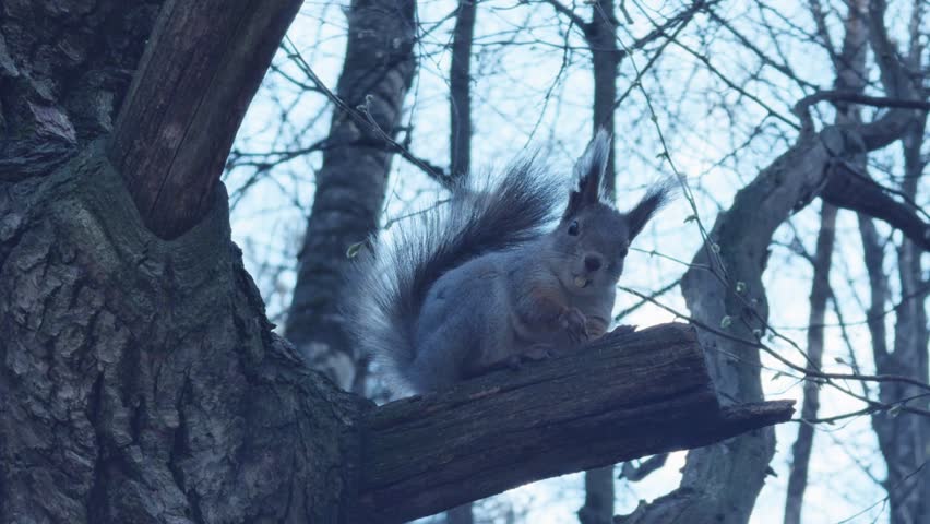A squirrel on a tree in the forest