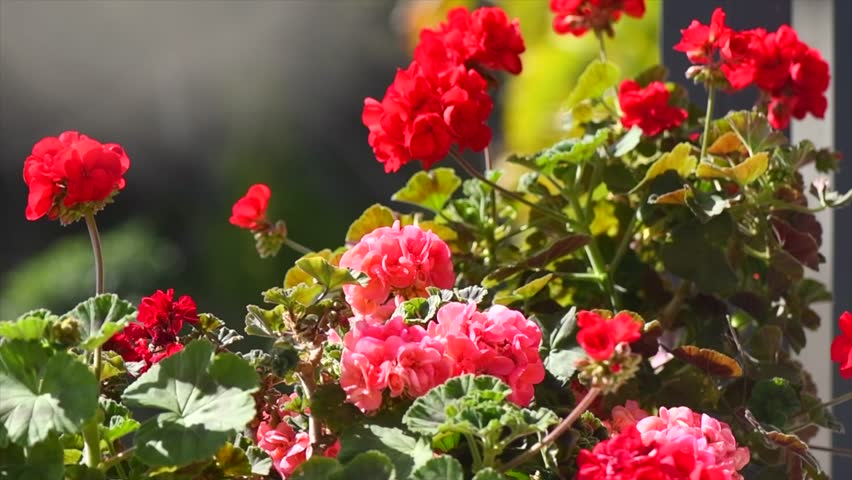 Geranium red and pink flowers. Beautiful geranium flower blooming on a terrace, outside. Nature. Slow motion. Pelargonium. Geranium Peltatum. Outdoor Garden, gardening. Slow motion 