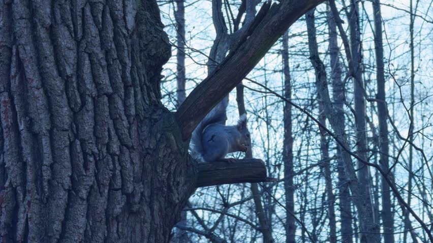 A squirrel on a tree in the forest
