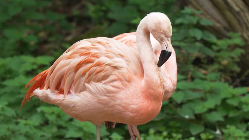 Flamingo standing gracefully amidst lush greenery. Exotic bird displaying vibrant feathers with elegance. Pink fowl embodying natural beauty and poise. Wildlife showcasing delicate charm in serene