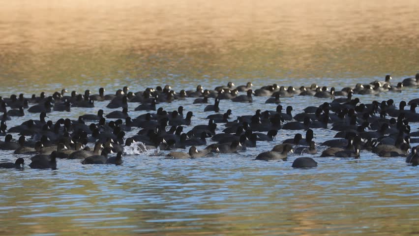 Large flock of American coots (Fulica americana) swimming and foraging on Antelope Lake in Plumas County, California, forming a dense raft across calm freshwater shallows.