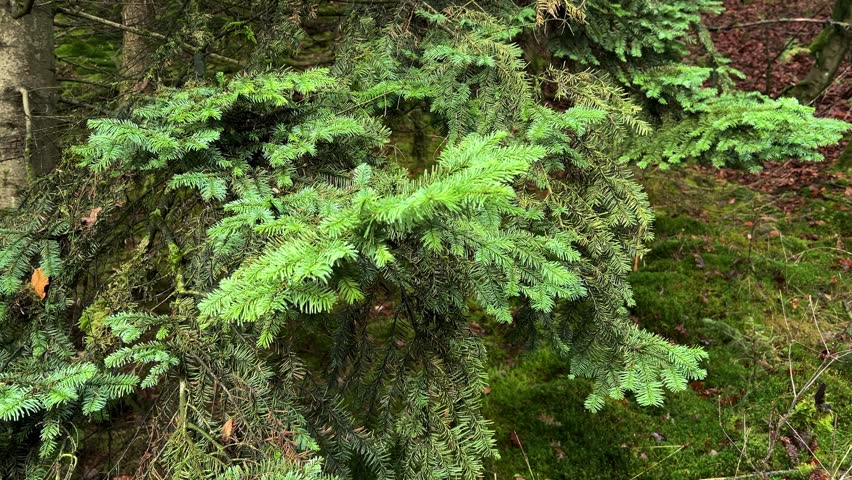 A densely packed section of dark, tall spruce trees (conifers) stand in a thick forest, with the sun dimly filtering through the canopy, suggesting a remote, untouched wilderness.