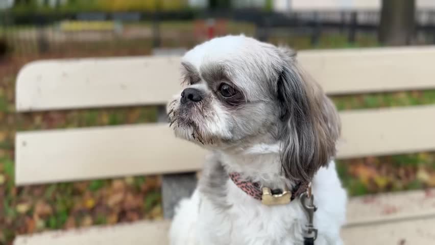 A Shih Tzu dog sits close to a bench on an autumn day and looks around