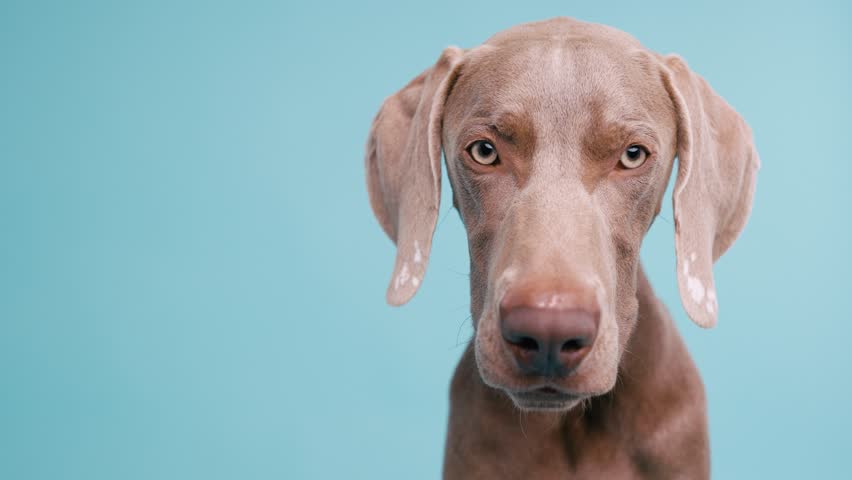 Adorable weimaraner dog with a tired expression slowly blinking and falling asleep. Cute studio portrait of a sleepy purebred puppy