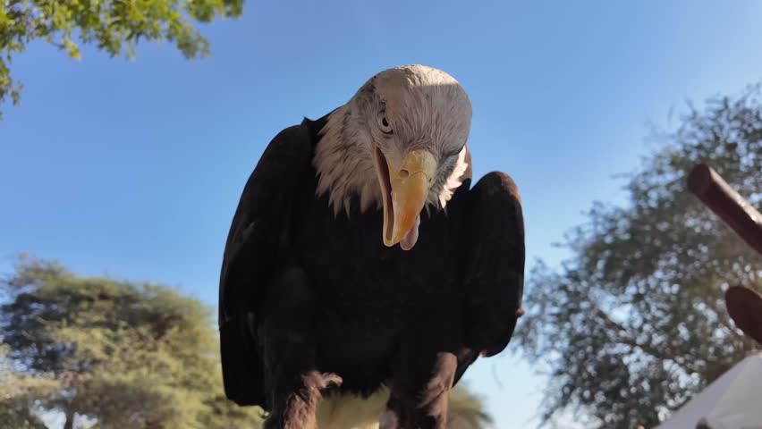 Close-up slo-mo of bald eagle turning its head and making peal call,