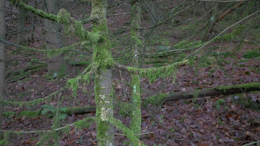A close-up of a thick tree trunk covered in vibrant green moss standing in a dense forest with a floor of brown fallen leaves, emphasizing nature