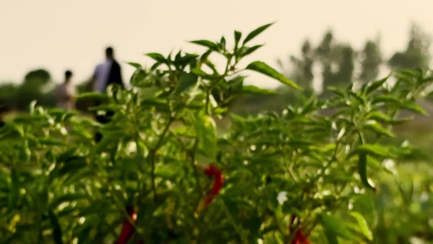 Sheikhupura, Punjab-Pakistan - June 25 2025: Close-up of Red Chili Pepper Growing on Green Plant in Agricultural Field with Blurred Farmers
