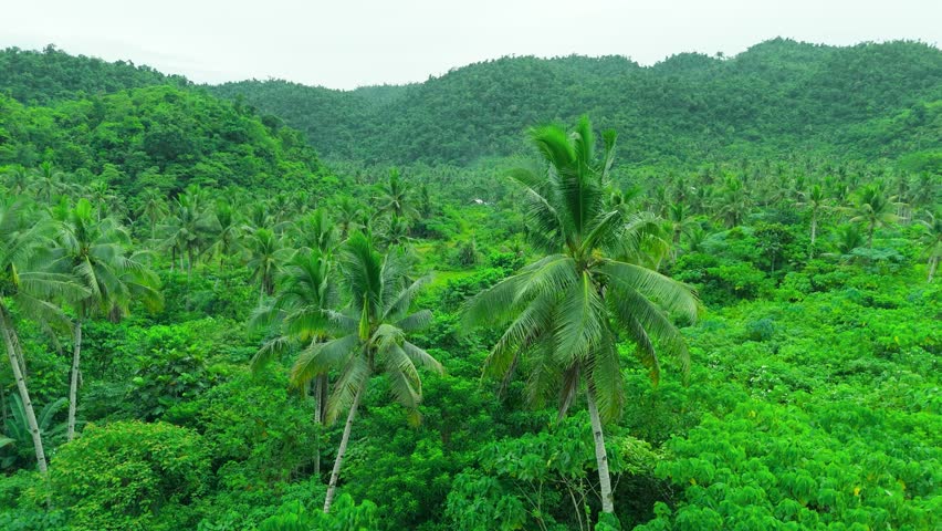 Aerial view of a dense coconut palm plantation and tropical jungle covering rolling hills on Siargao Island, Philippines.