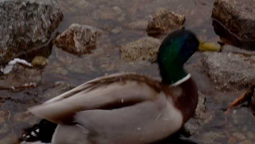 A lone duck takes off from the surface of a calm lake, creating gentle ripples on the water. Minimalistic natural scene with soft light and peaceful atmosphere.