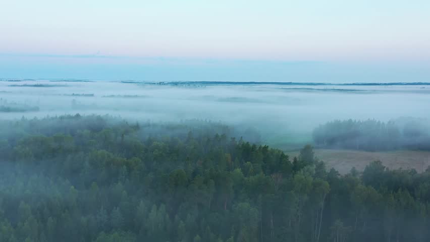 Aerial View of Forest at Sunrise