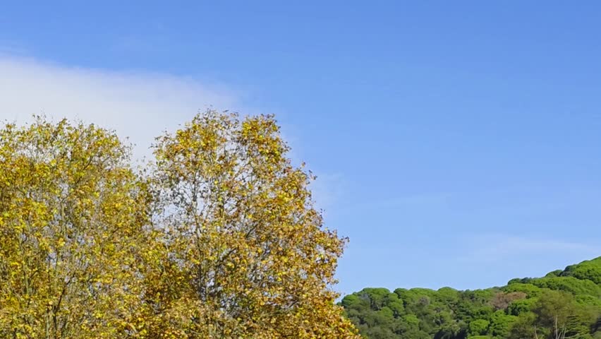 Autumn trees with branches swaying in the wind, golden leaves moving gently, bright morning light in Spain, vibrant blue sky and pine trees in background, calm and peaceful atmosphere, 4K horizontal nature footage.
