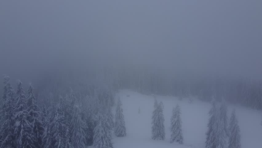 Aerial Drone View of Snow Covered Pine Forest in Winter Fog