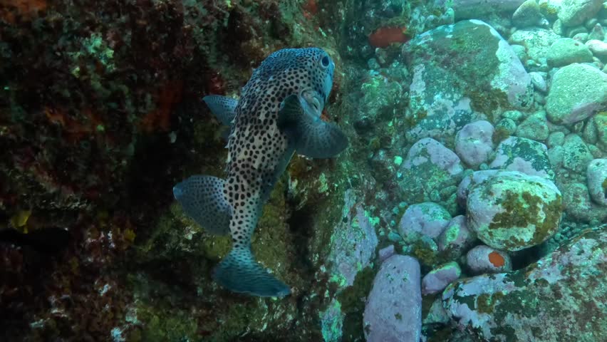 a pufferfish swimming among the rocks
